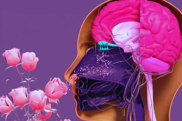 sistema limbico y cómo funciona la aromaterapia para las emociones